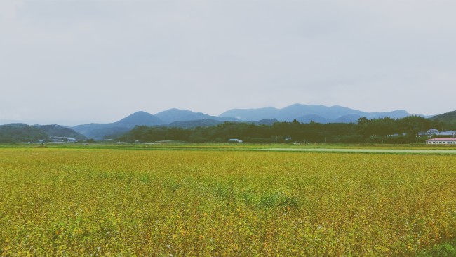 Open field with long grass covering it.