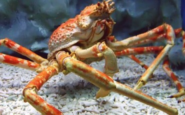Seafood, Food, Japan, Crab
