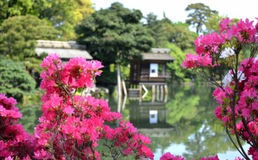 Kenrokuen,garden,cherry blossom,seasons,kanazawa