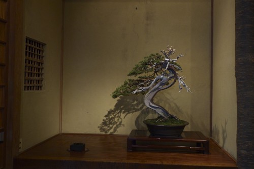 megijima bonsai at the Setouchi art Festival