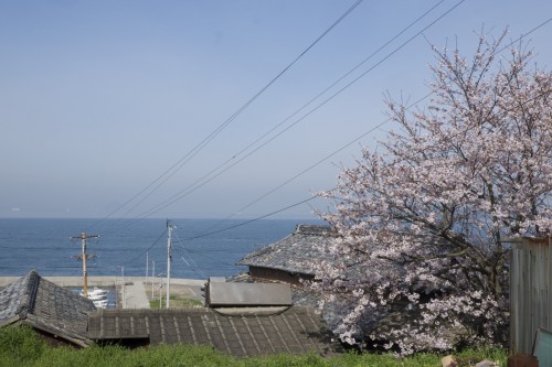 Megijima, part of the Setouchi art Festival, cherry blossoms