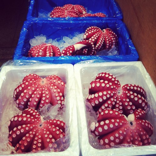Fresh seafood for auction at Tsukiji fish market