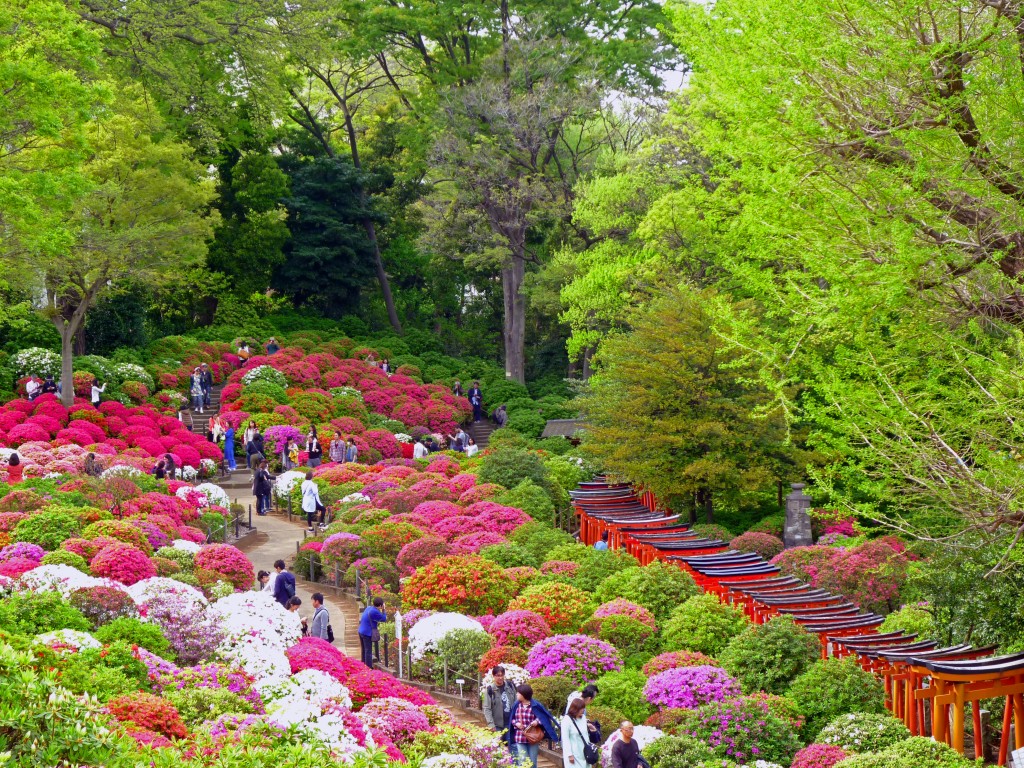Over 100 species of azalea plants at this festival VOYAPON