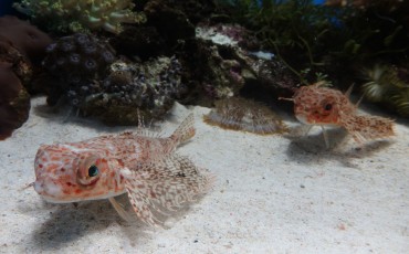 Fish swimming at the Numazu Deepblue Aquarium in Shizuoka Prefecture