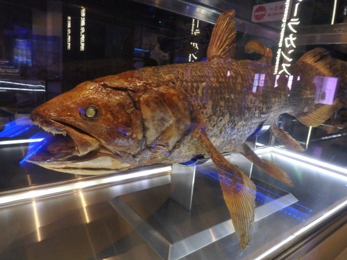 The ancient coelacanth on display at the coelacanth museum