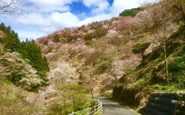 Mount Yoshino, Yoshinoyama, hiking, mountain, sakura, cherry blossoms