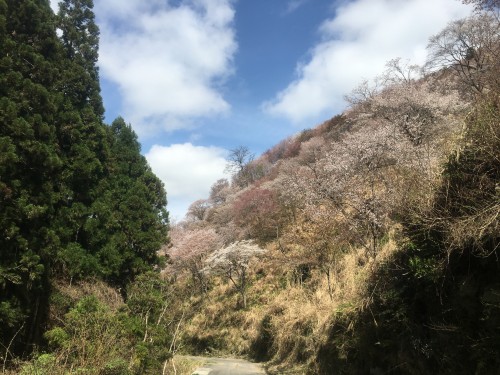 Mount Yoshino, mountain cherry blossoms over green - Nara