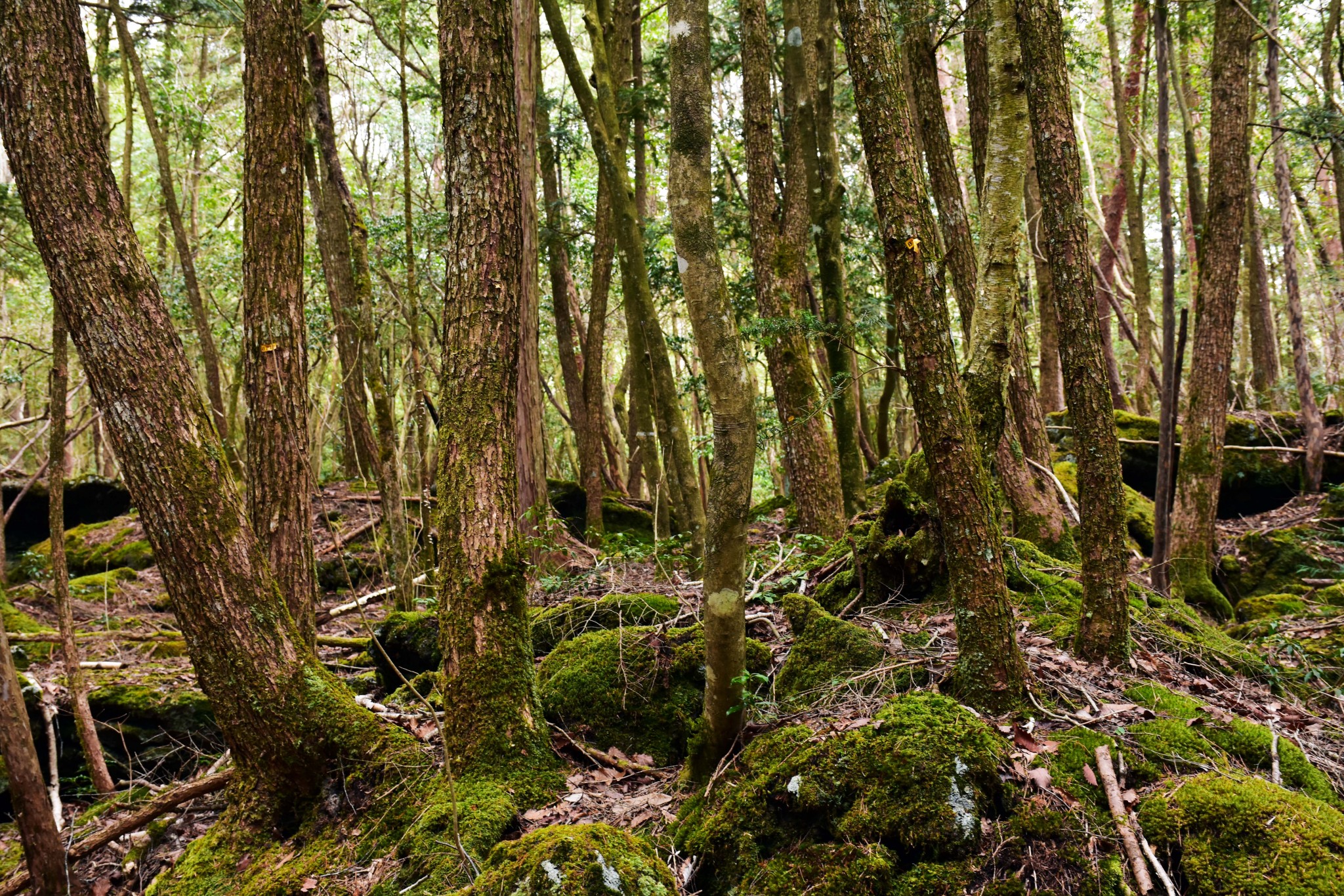 Suicide Forest Suicide Forest