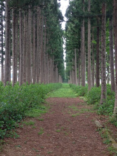 Amihari Road, a nice walking path!