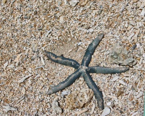 At ikei beach,we found starfish!