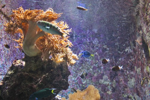 Underwater in Blue cave, Maeda point