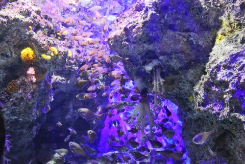 Underwater in Blue cave, Maeda point