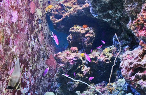 Underwater in Blue cave, Maeda point