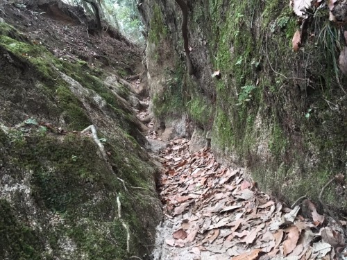 Mt. Hiei Hiking Trail Kyoto Prefecture Shiga Nature Lake Biwa View Enryaku-ji Temple 