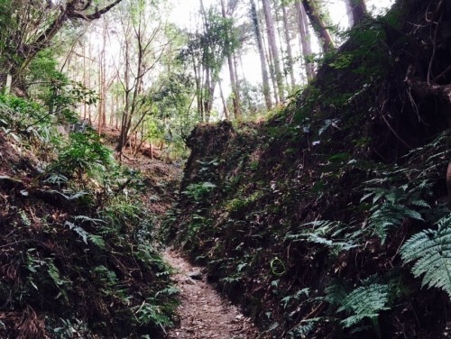 Mt. Hiei Hiking Trail Kyoto Prefecture Shiga Nature Lake Biwa View Enryaku-ji Temple 