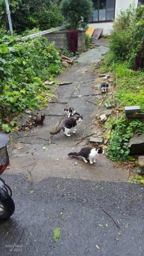 the legendary cat island in Tashirojima Japan is home to many cute cats