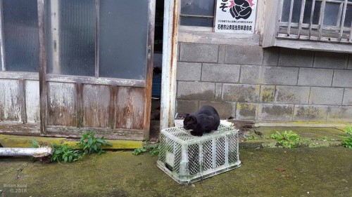 cats freely room the streets of Nitoda Port as well as Tashirojima Japan