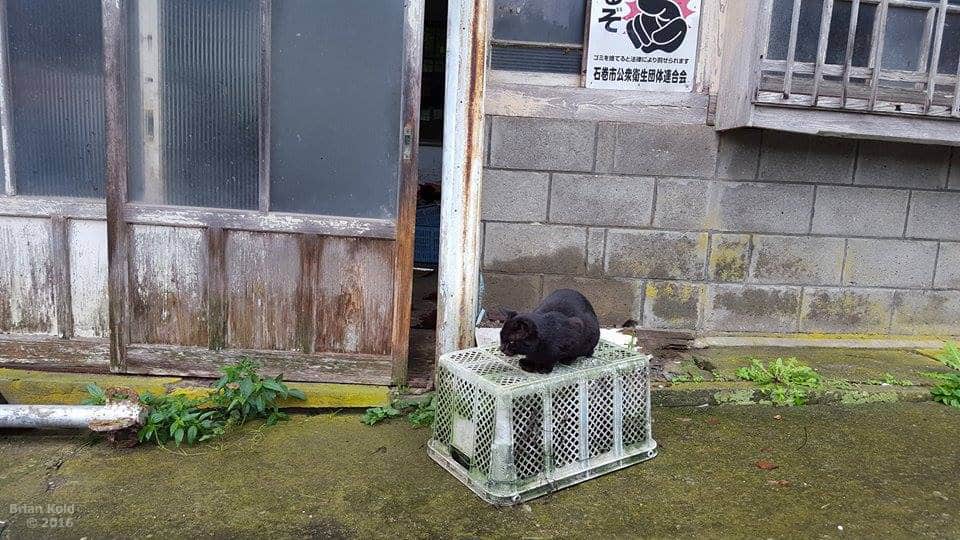 cats,island,miyagi,tashirojima