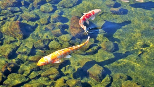 Koi representing Kodomo no Hi