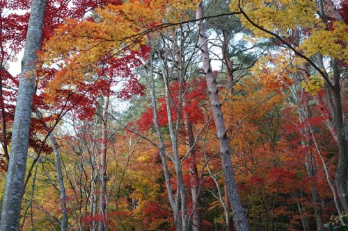 The walking course in Takayama lets one catch the trees gradually turning red. 