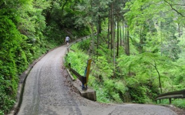 Hiking trail in Mt. Takao!!