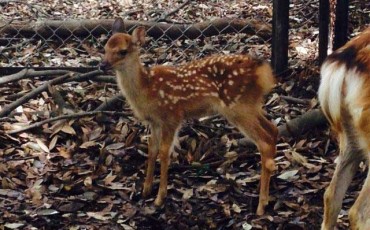 Deers in Nara park