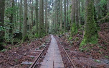 A hiking trail in Yakushima, Kagoshima, Japan.