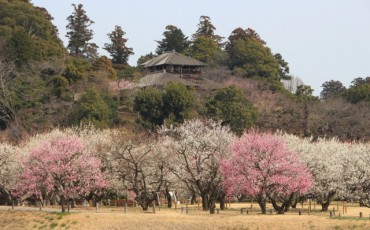 Kairakuen garden in Ibaragi prefecture for cherry and plum blossom
