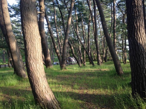 campground, with lots of pine trees