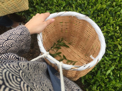 traditional tea picking outfits, consisting of cotton hapi coats, bandanas, wicker baskets, and picking gloves are provided free of charge