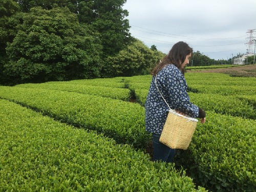 This is the green tea farm!