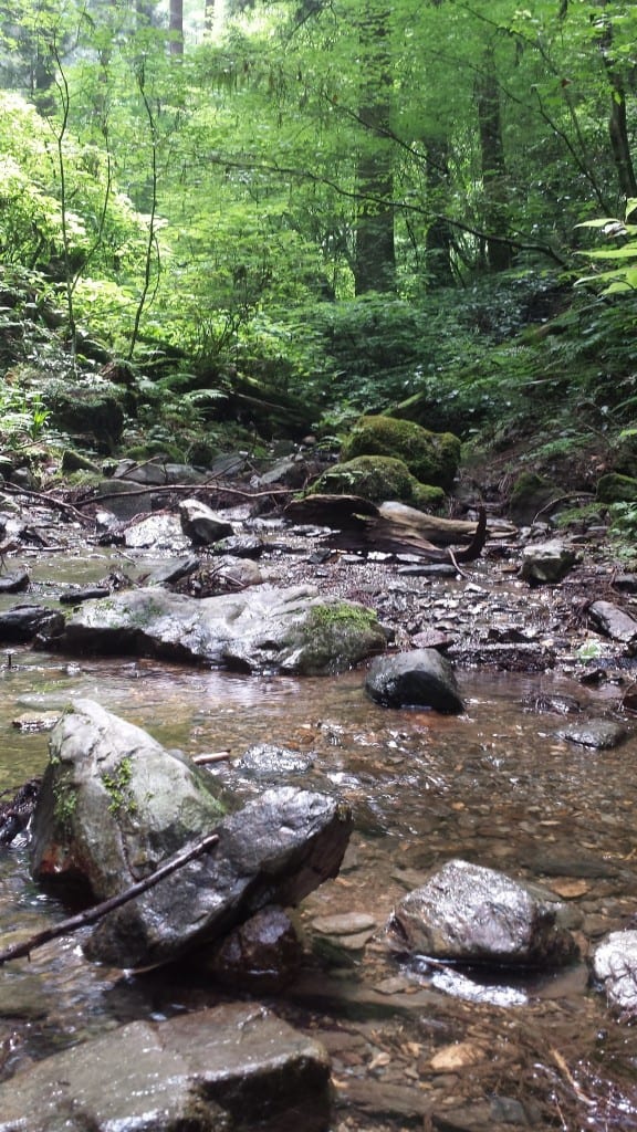 Trail along the water on Mount Takao