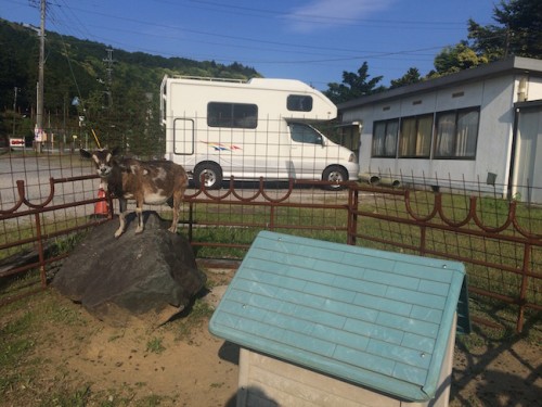 goat and RV