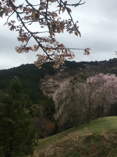 The mountain Mount Yoshino grows beautiful Nara cherry blossoms