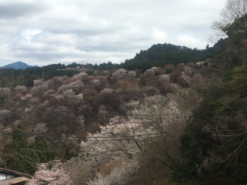 Nara mountain Mount Yoshino with pink cherry blossoms before grey sky