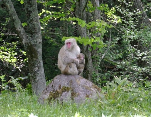 Kamikochi is home to a lot of Japanese Macaque which unfortunately are not very afraid of people and tend to hang around where all the people do.