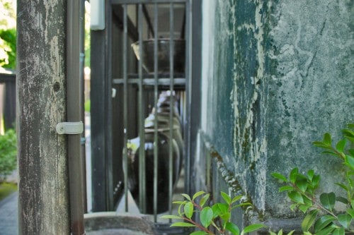 the Chin Yukan kiln is hidden behind a green scenery of trees in Kagoshima.