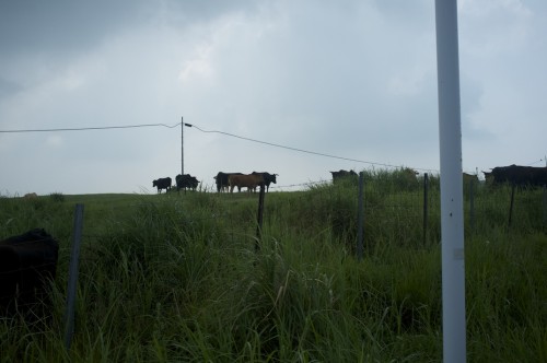 Cows also enjoying the view!