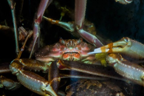 Local food, crab tastes delicious!