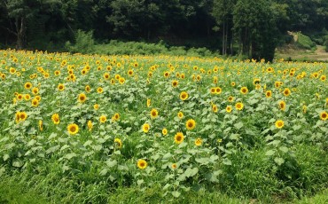 Yosano Sunflower Fields Kyotango Tango Kyoto Summer Nature Coast