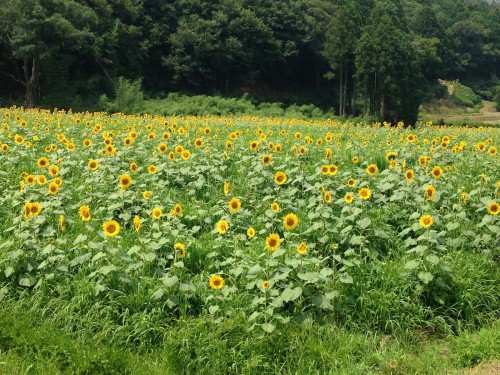 Yosano Sunflower Fields Kyotango Tango Northern Kyoto Summer Nature Coast Himawari