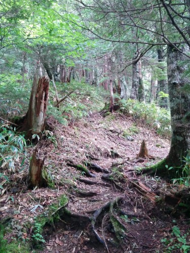 Mount Kisokoma in Nagano prefecture: Woodland and nature view 