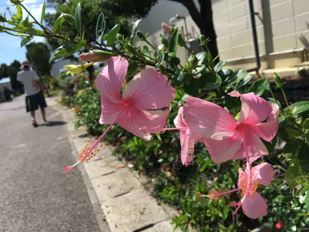 Hateruma Island in Okinawa