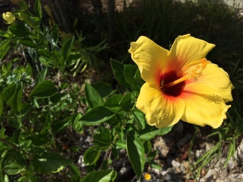 Hateruma Island, nice flower I found on the street