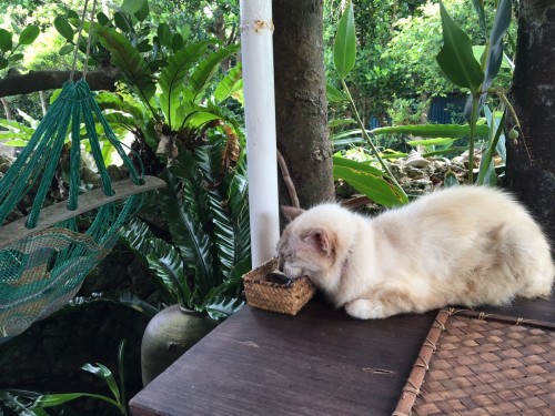 Hateruma Island, a peaceful cat