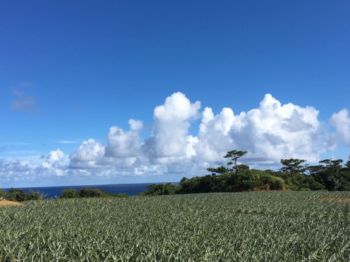 Iriomote Island landscape scenery