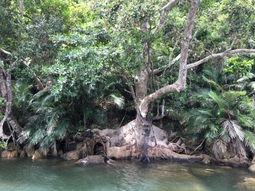 beautiful watery hikes on Iriomote Island 