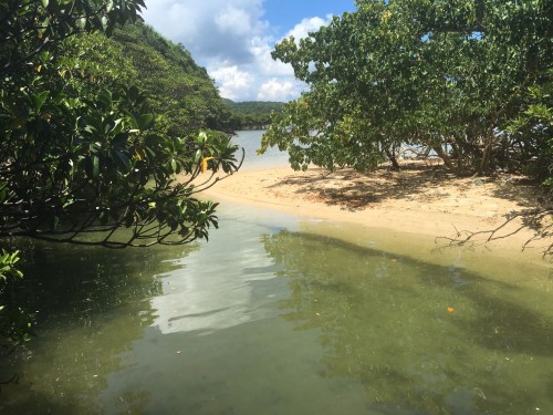 Iriomote Island mangroves