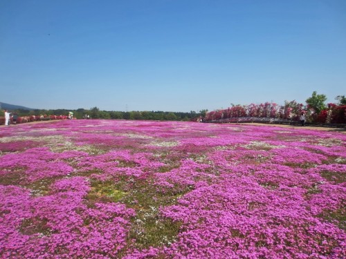 "Shiba Sakura" is the cherry blossoms on the ground.