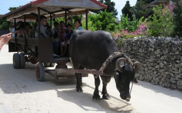Exploring Taketomi by Water Buffalo Cart at Taketomi island, Okinawa